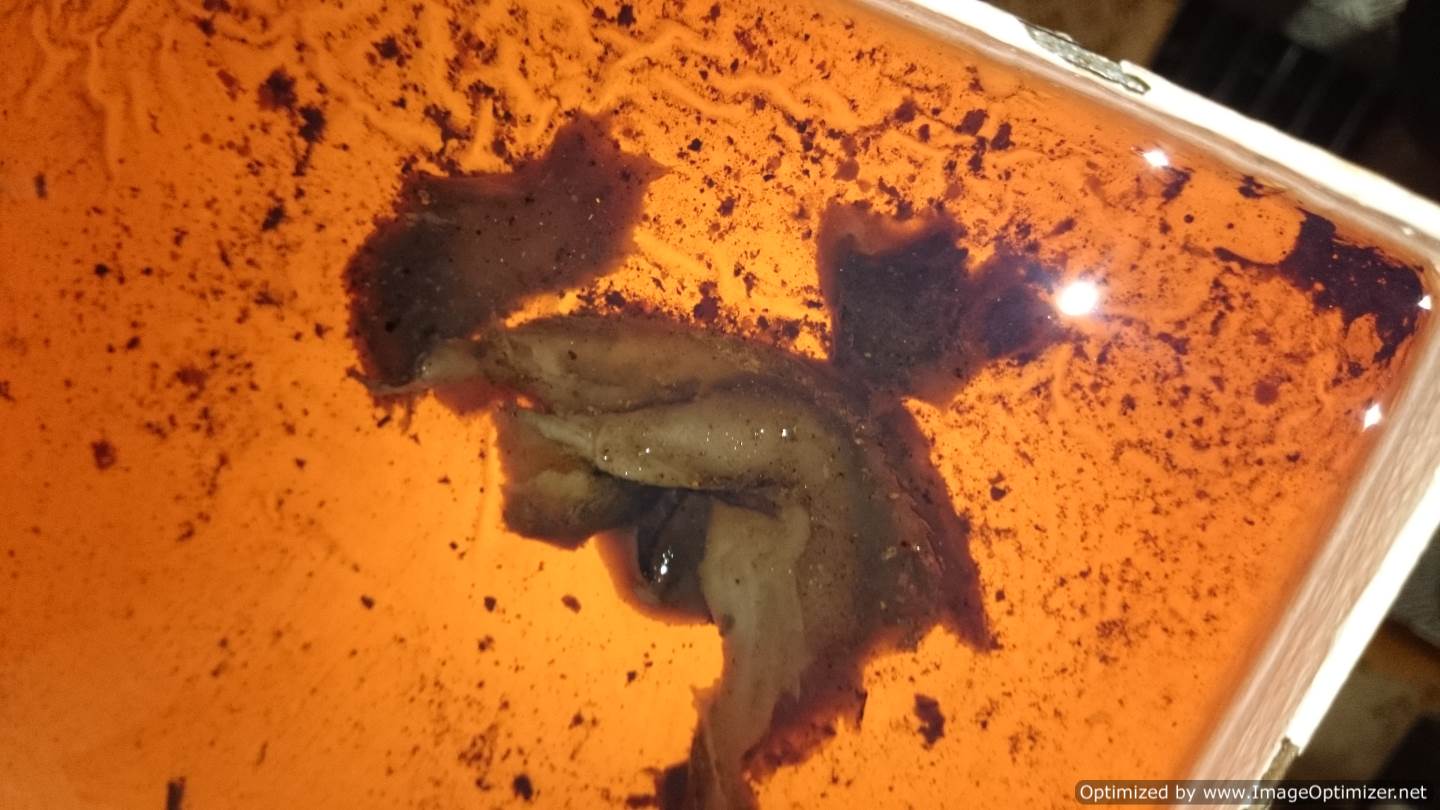 Is all sludge Diesel Bug?